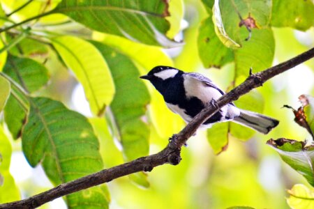 Energetic bird fly birds photo