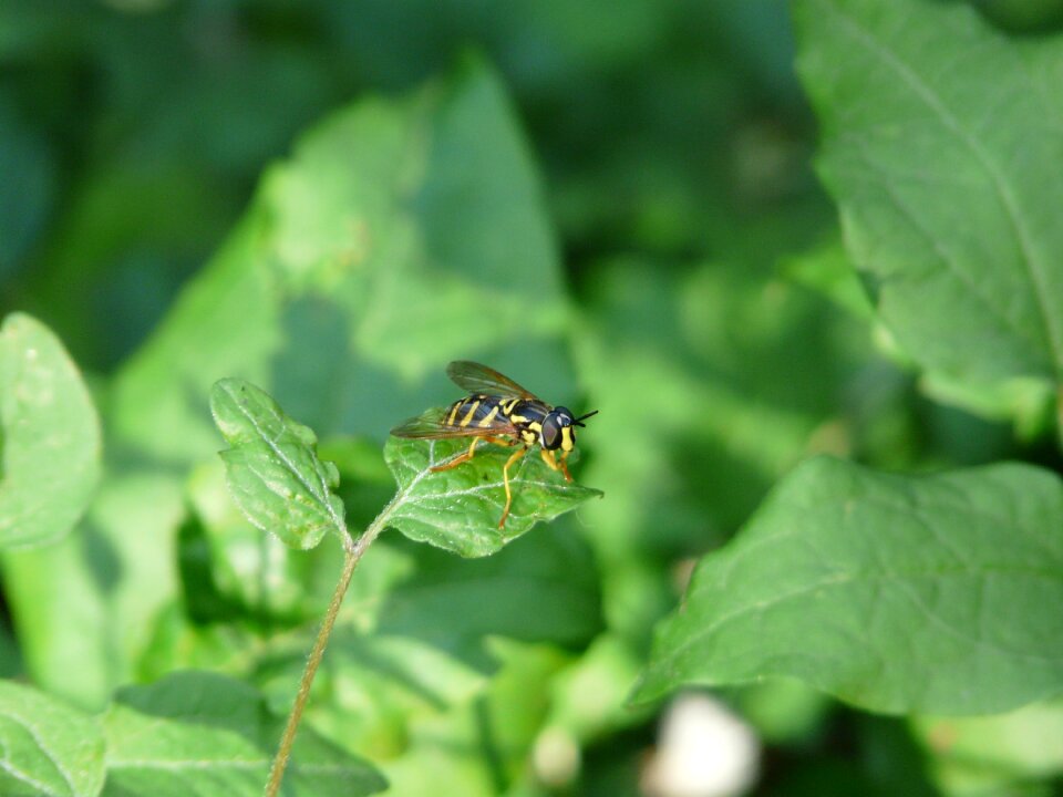 Insect nature macro