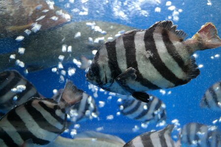 Line dome fish fish line dome