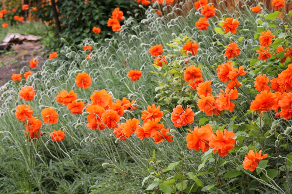 Summer blossoms hillside