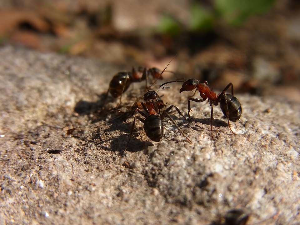 Red wood ant formica rufa forest