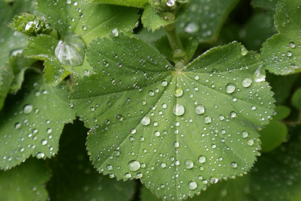 Nature leaves dew drops