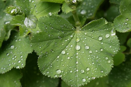 Nature leaves dew drops photo