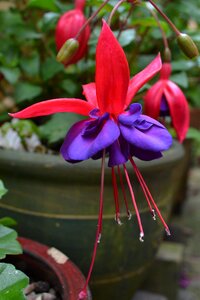Violet flower petals
