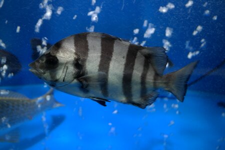 Fish line dome Free photos