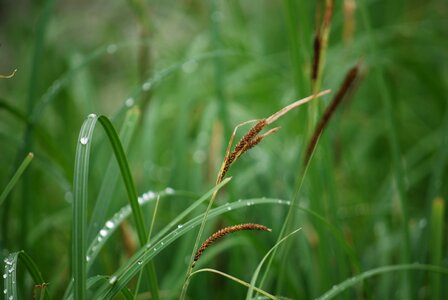 Green dewdrop grass with dew photo