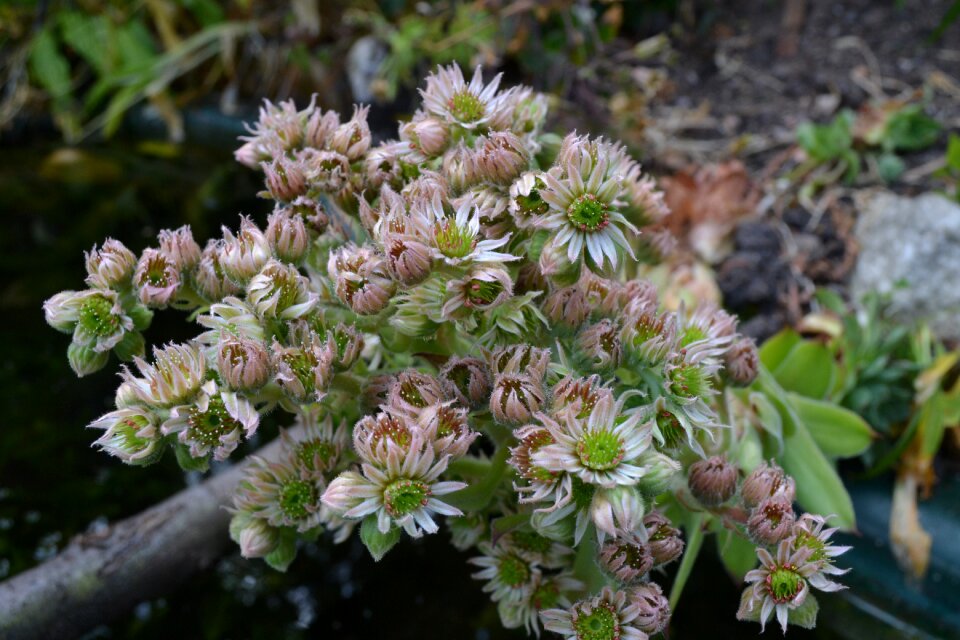 Hens and chicks succulent plant edible