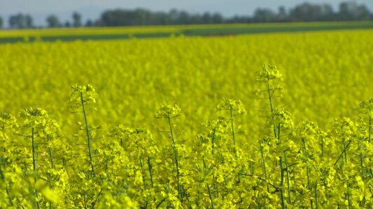 The cultivation of blooming farmer