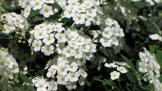 White blooming bush