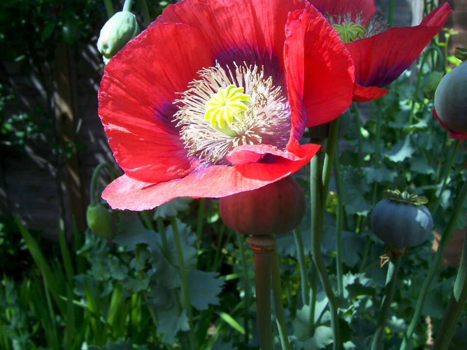 Close-up garden petals
