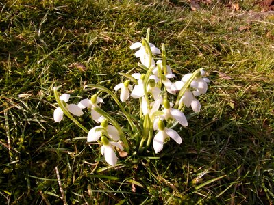Spring white signs of spring