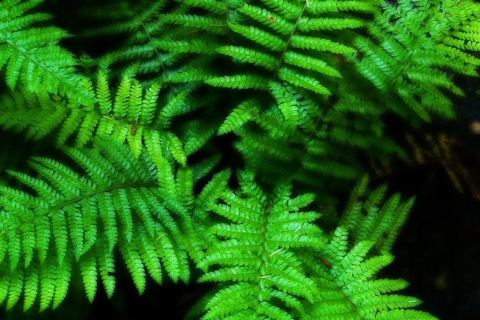 Botanical organic botany