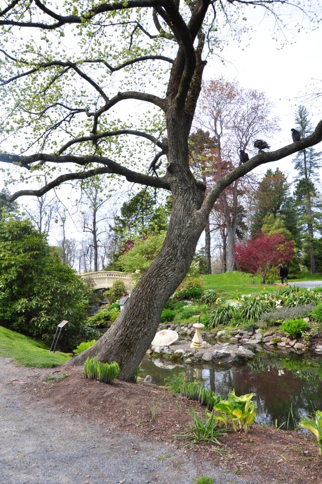 Scenery park green