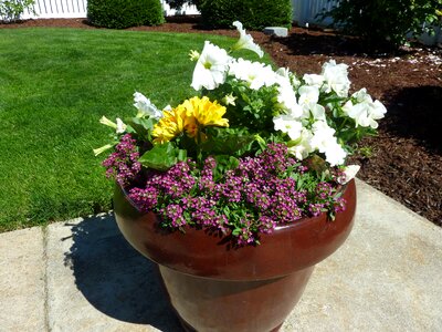 Growing growth patio