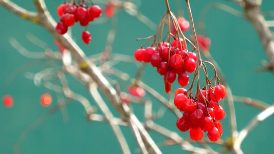 Viburnum opulus berry red aesthetic