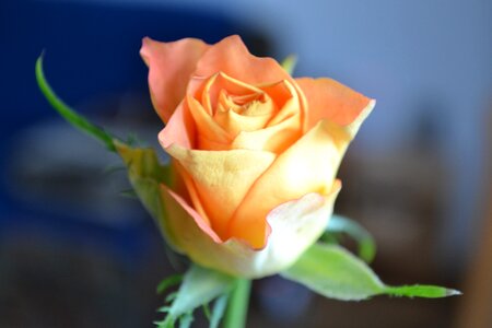 Blossom bloom rose bloom
