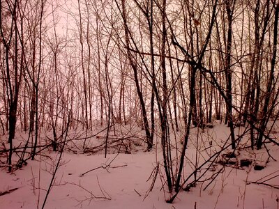 Forest snow trees photo