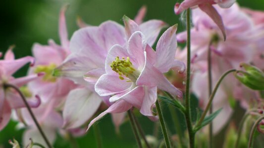 Flourishing chalices nature