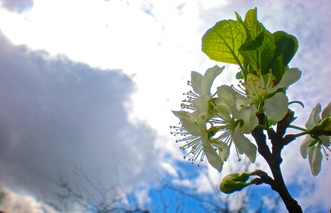 Flower cherry enlightenment
