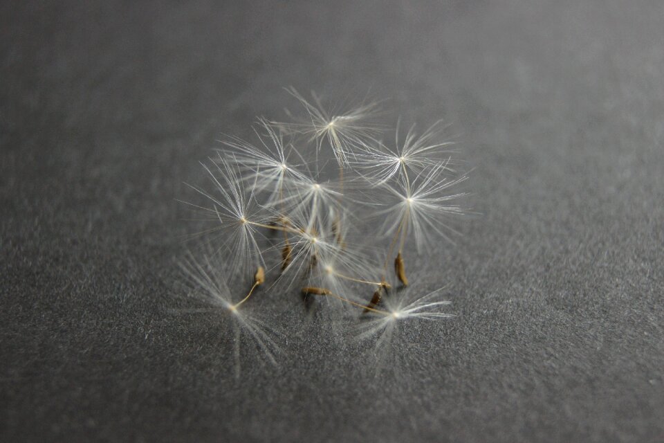 Dandelion close up Free photos