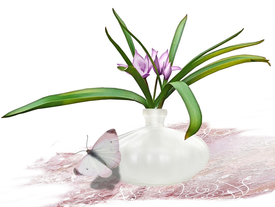 Vase butterfly drawing