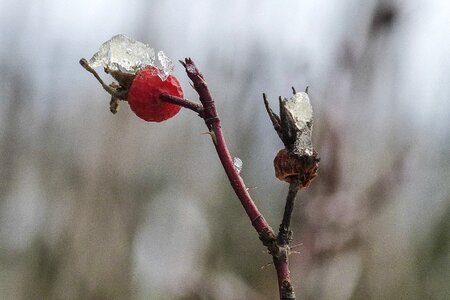 Rose hip withered frozen