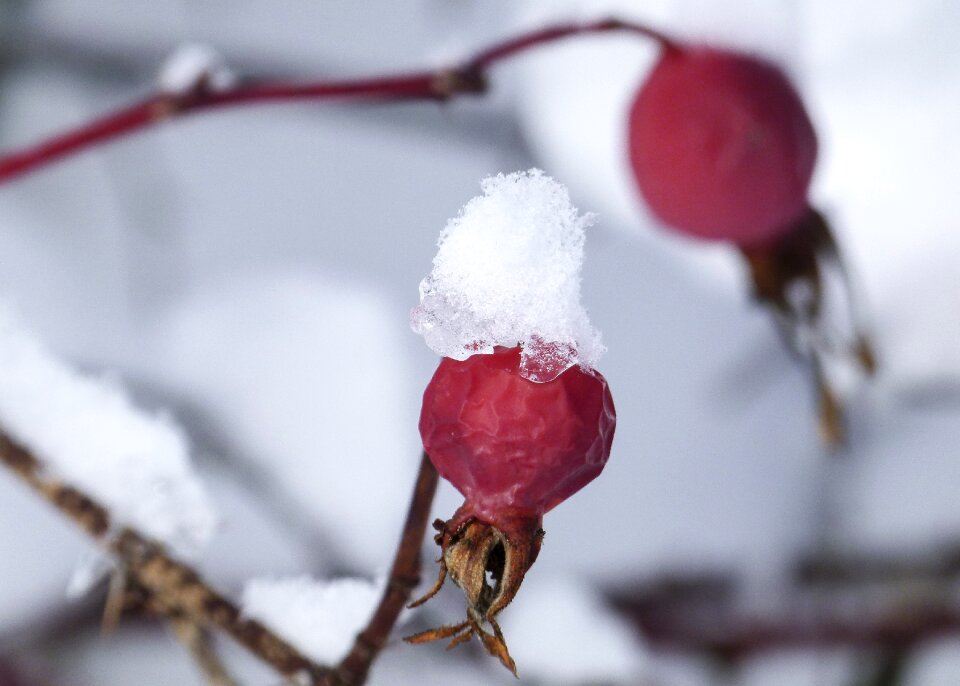 Rose hip withered frozen