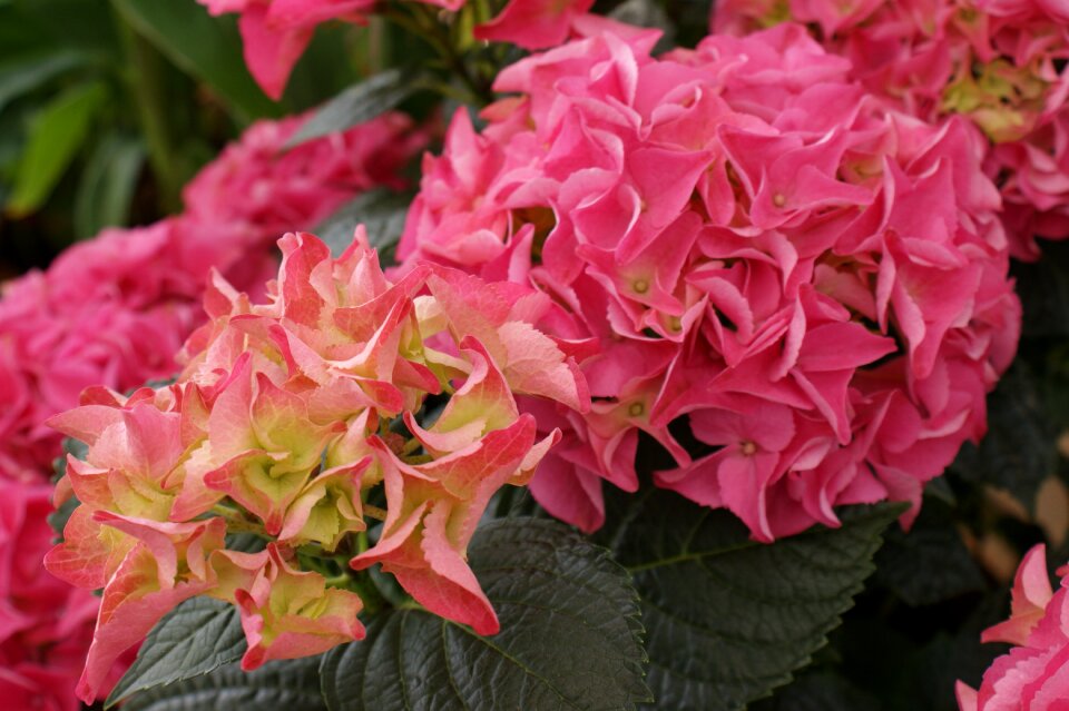 Bloom ornamental shrub flowering plant
