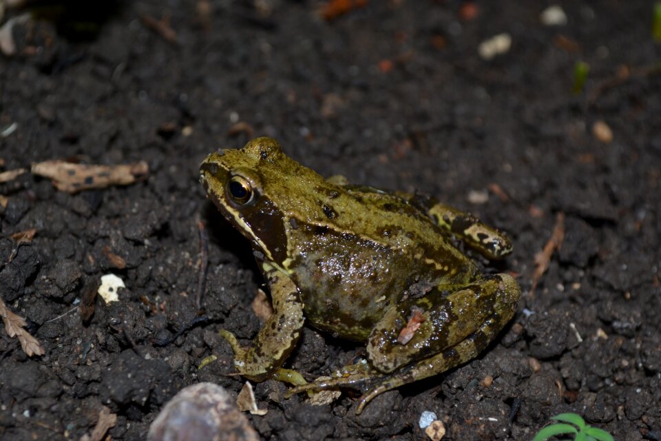 Rana temporaria wet shiny
