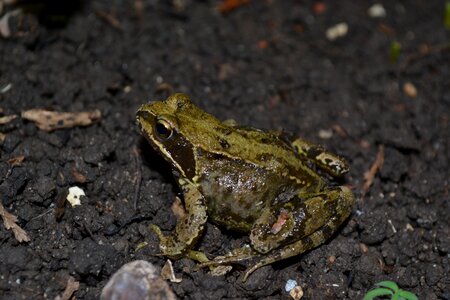 Rana temporaria wet shiny photo