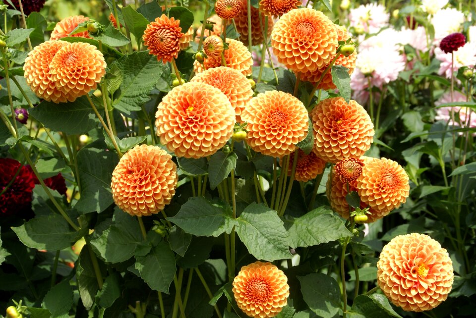 Blossoms orange beautiful