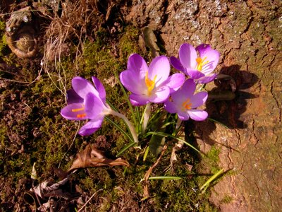 Spring purple tender