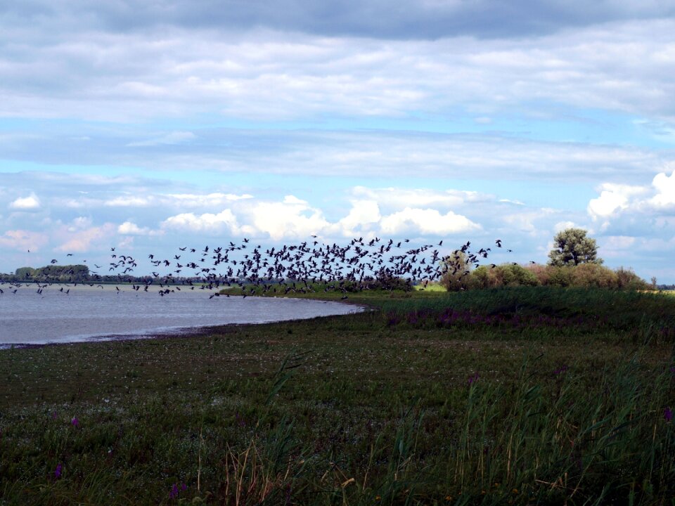 Water birds flying