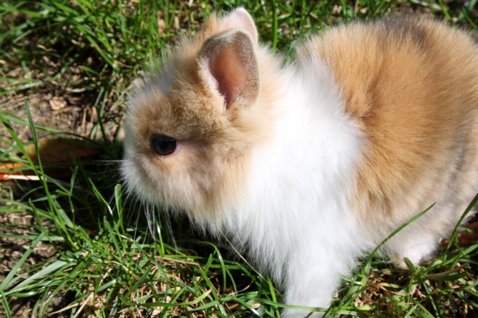 Bunny cute garden