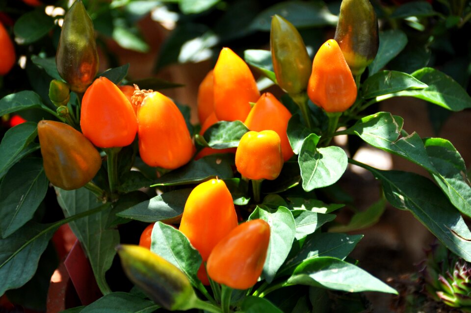 Solanaceae nightshade peppers