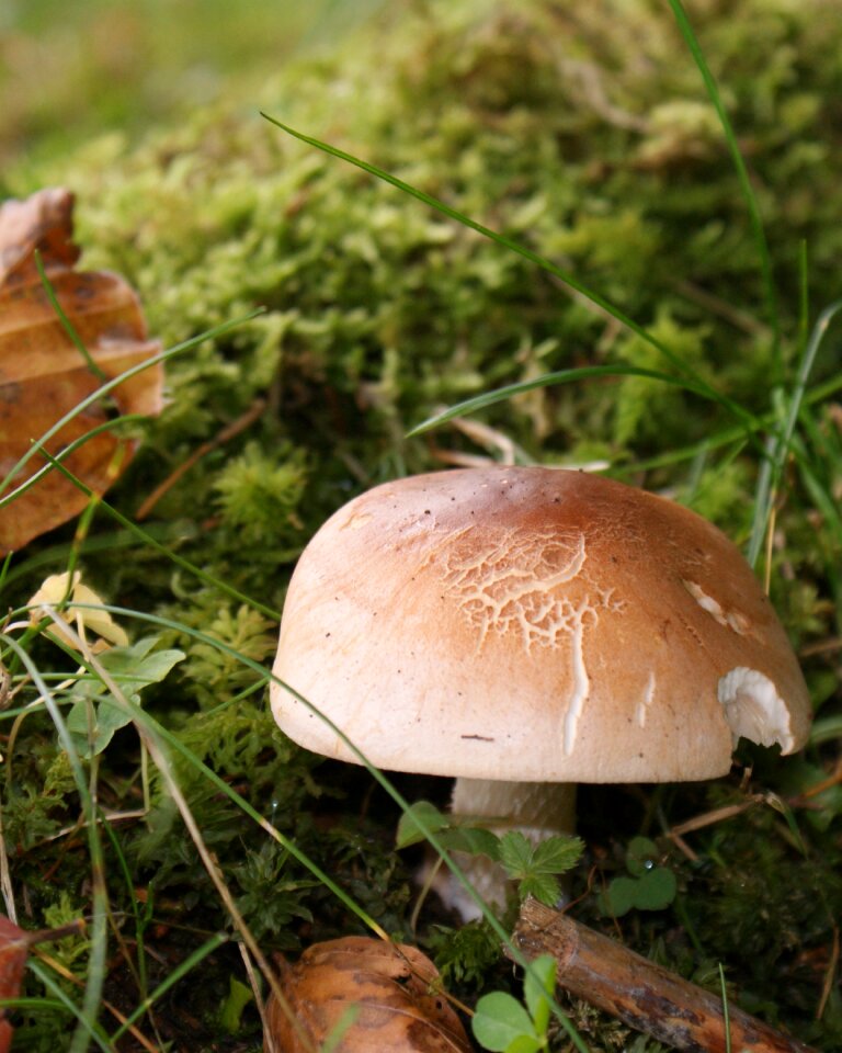 Forest mushroom autumn light mood