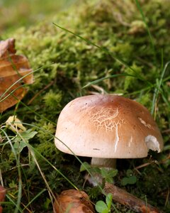 Forest mushroom autumn light mood photo