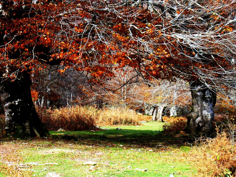 Environment ecology colors