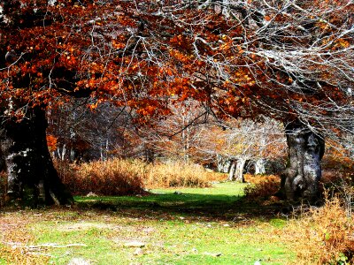 Environment ecology colors