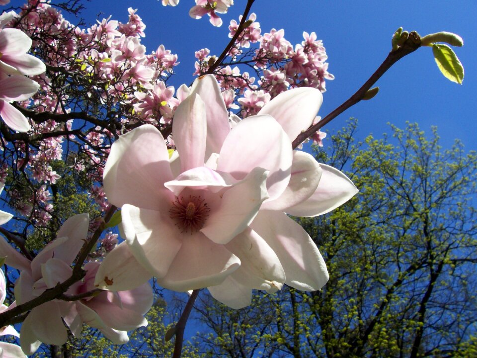 Pink flower petal
