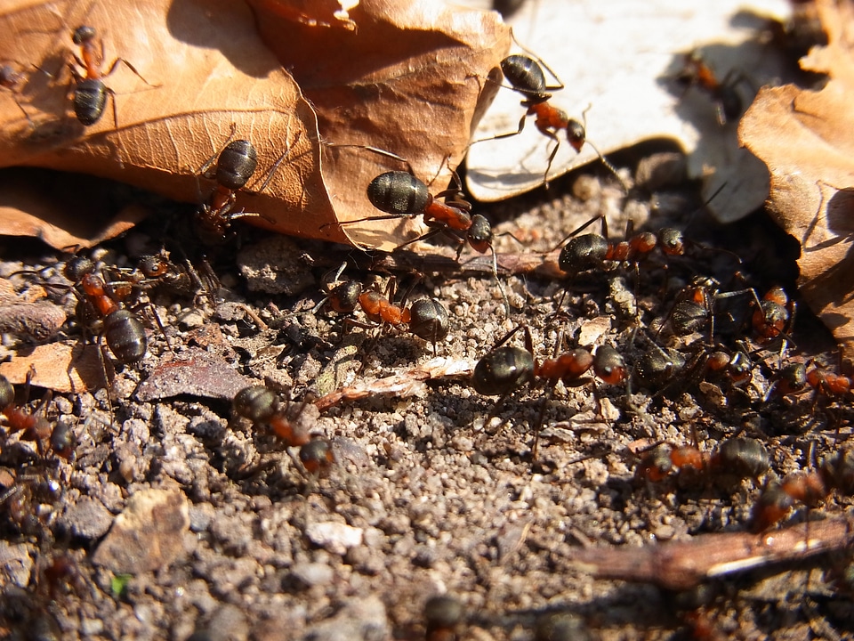 Red wood ant formica rufa forest