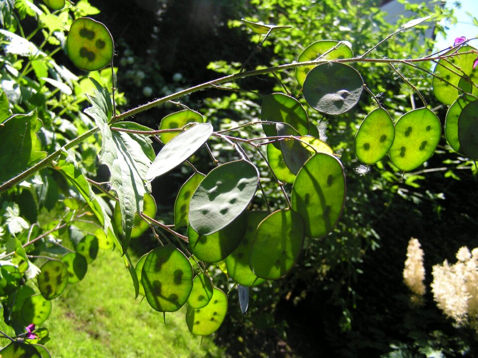 Seeds flower plant