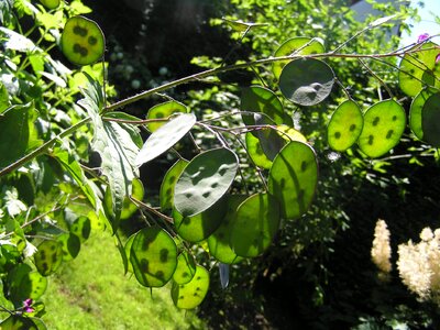 Seeds flower plant