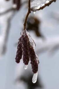 Winter nature ice photo