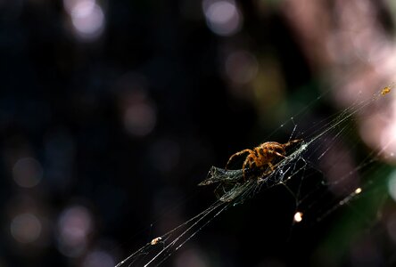 Cobwebs dragonfly prey photo