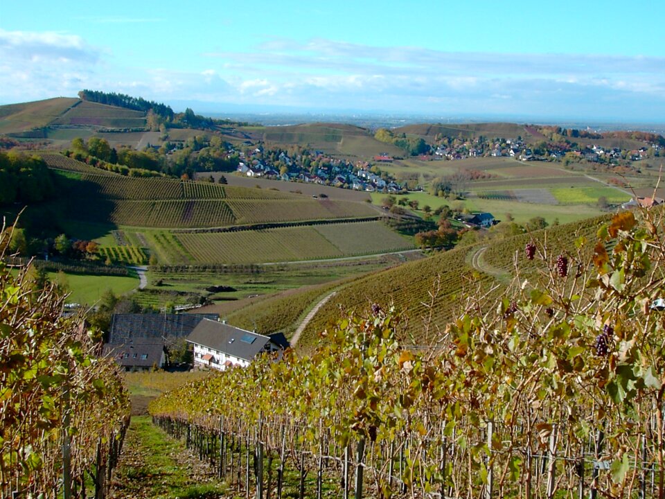 Nature wine landscape