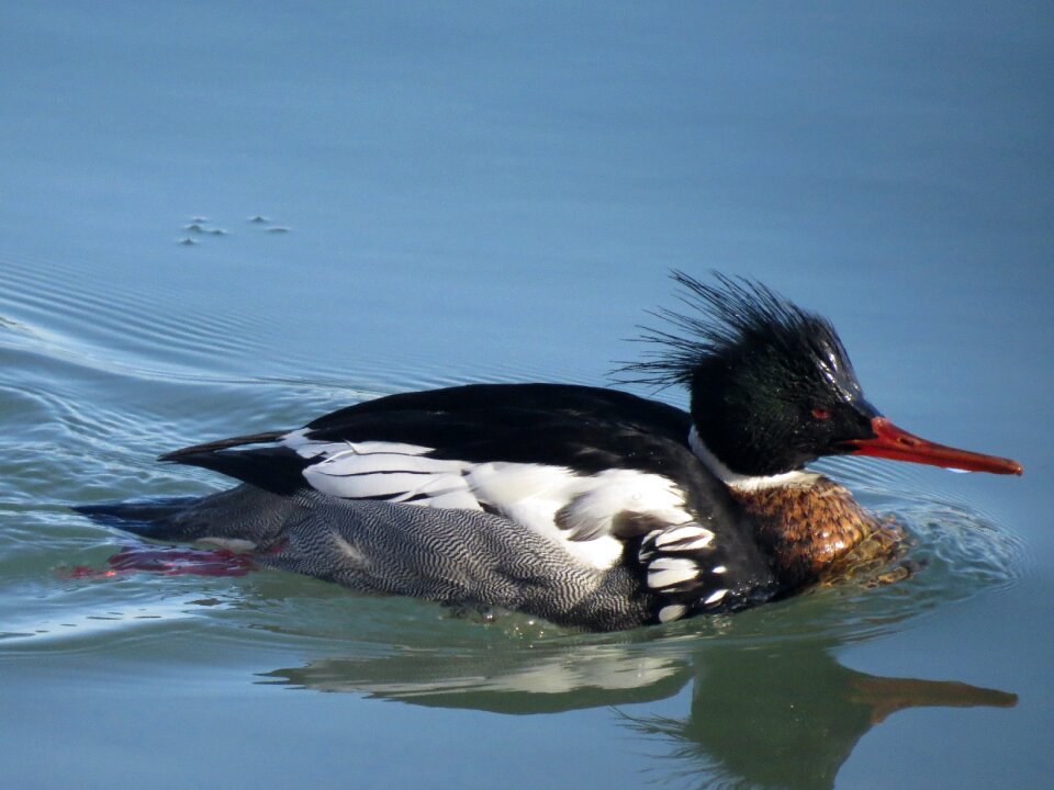 Nature wildlife swimming