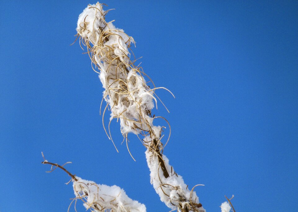 Snow covered blue sky nature