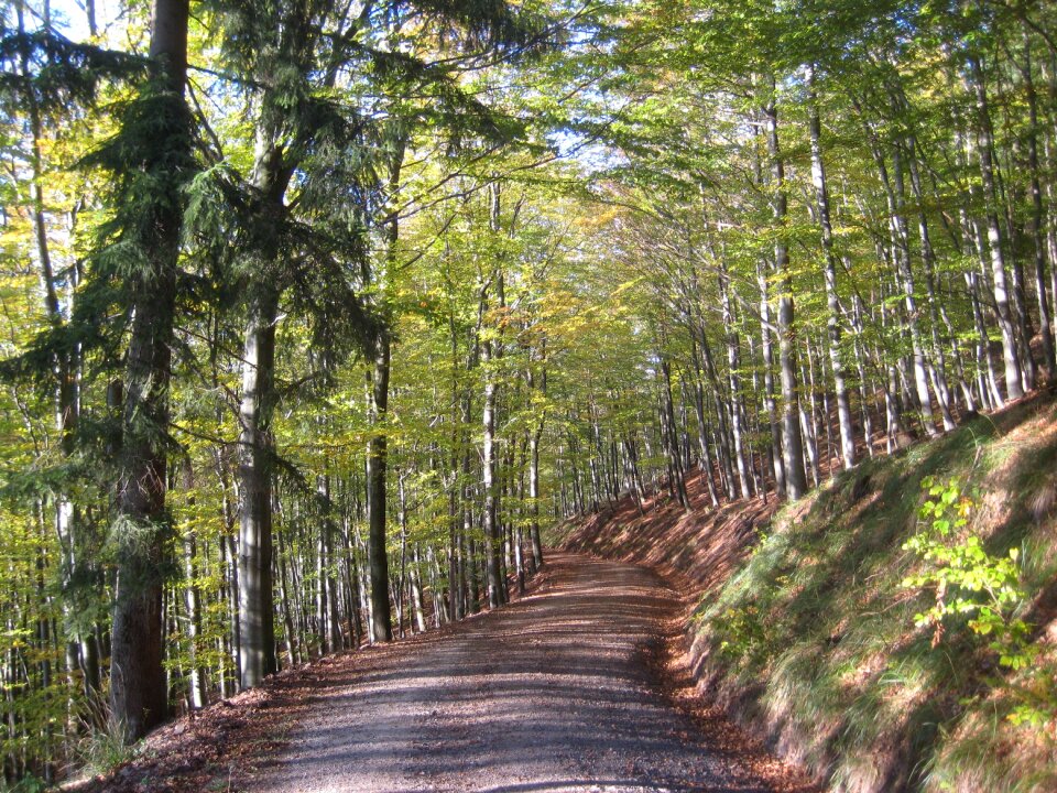 Forest path resin hanskühnenburg