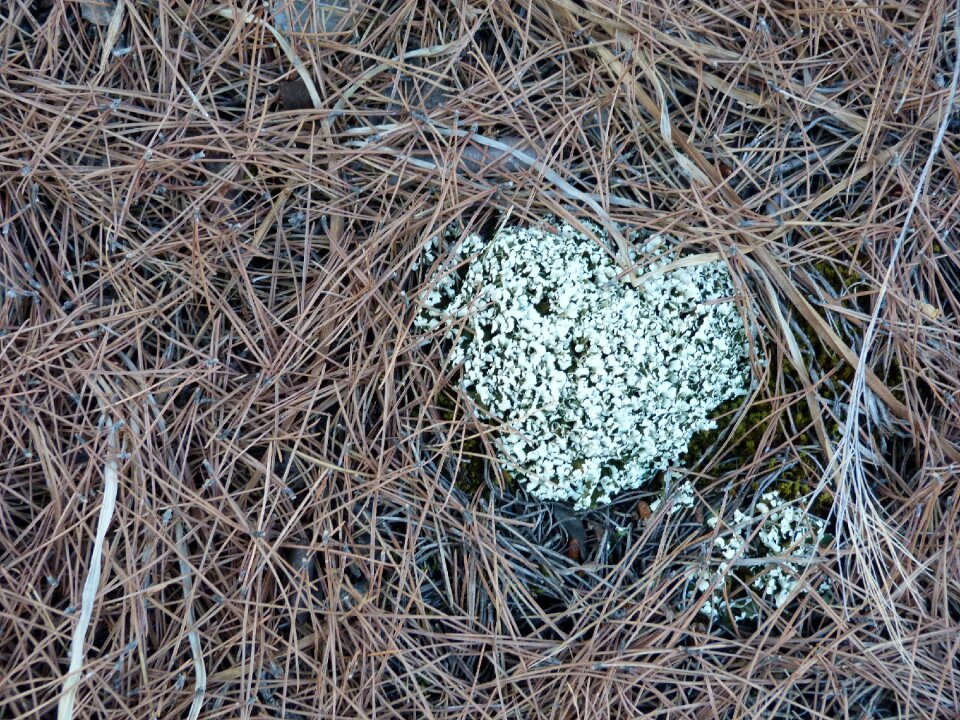Lichen nature ecology